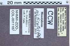 Etiketten zu Mosotalesus picticollis (NHMW-ZOO-COL-0011187)